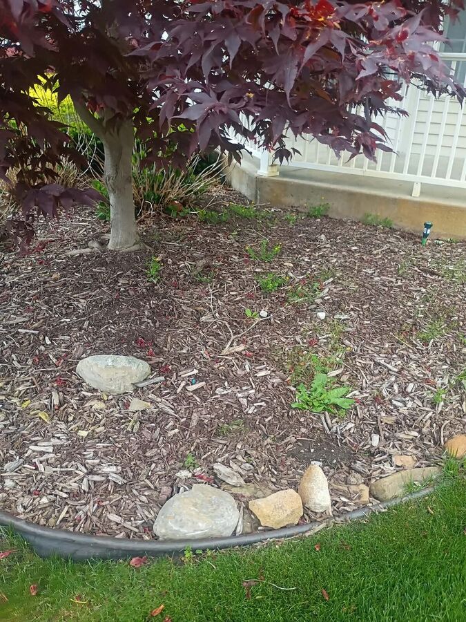Close view of a Japanese maple over wood mulch with a river-stone border along the lawn.