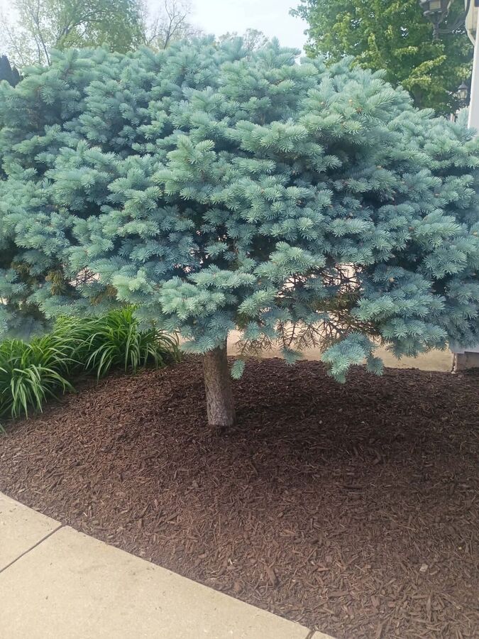 A mature blue spruce over an even layer of dark mulch beside a concrete walkway.